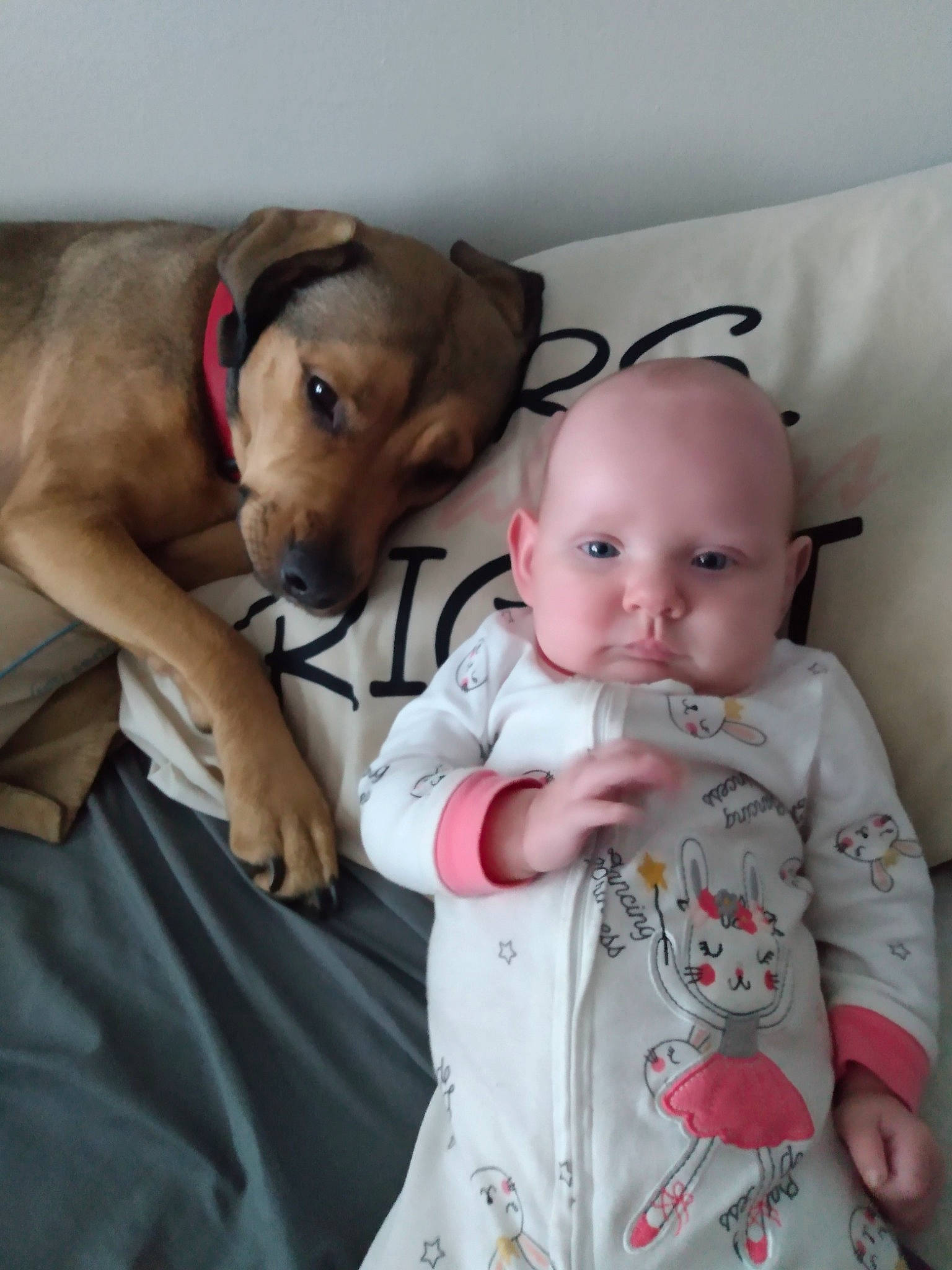 Lillith is registered to the contest to win money with this photo: baby, baby_products, baby_toddler_clothing, carnivore, child, comfort, companion_dog, dog, dog_breed, fur, happy, linens, person, sitting, sleeve, stuffed_toy, toddler, toy, working_animal