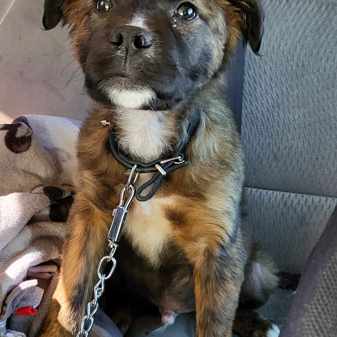 Flex joined the competition — help win amazing prizes! accessories, animal, belt, boxer, bulldog, canine, chain, couch, cushion, dog, furniture, homedecor, hound, jewelry, leash, necklace, pet, puppy, strap, terrier