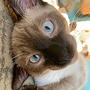 Kiko is registered to the contest to win money with this photo: cat, siamese_cat, blue_eyes, pet, close_up, whiskers, paw, ear, fur, indoor, carpet, cute, portrait, relaxed, lying_down, domestic_cat, playful, nose, claws, home