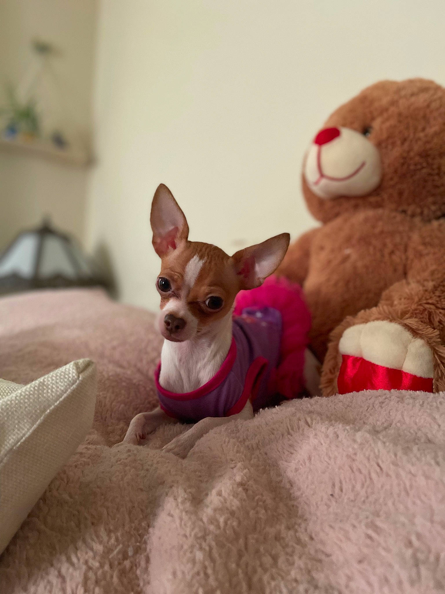 Mitzi joined the competition — help win amazing prizes! canidae, carmine, carnivore, comfort, companion_dog, dog, dog_breed, dog_supply, ear, fawn, fur, linens, snout, sporting_group, stuffed_toy, terrestrial_animal, toy, toy_dog, whiskers, working_animal