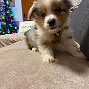 Aïko a rejoint le concours — aidez-le/la à gagner de superbes lots ! puppy, dog, indoor, living_room, christmas_tree, holiday_decor, soft_surface, cute, pet, fur, collar, young_dog, brown, white, black, cozy, christmas_lights, wooden_door, couch, decor