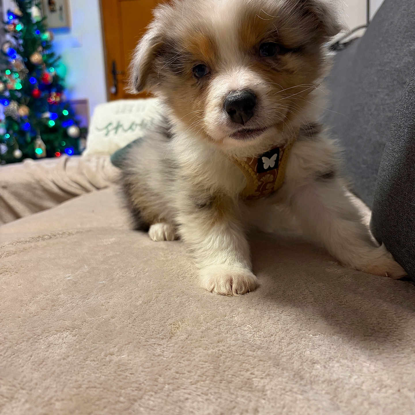 Aïko a rejoint le concours — aidez-le/la à gagner de superbes lots ! black, brown, christmas_lights, christmas_tree, collar, couch, cozy, cute, decor, dog, fur, holiday_decor, indoor, living_room, pet, puppy, soft_surface, white, wooden_door, young_dog