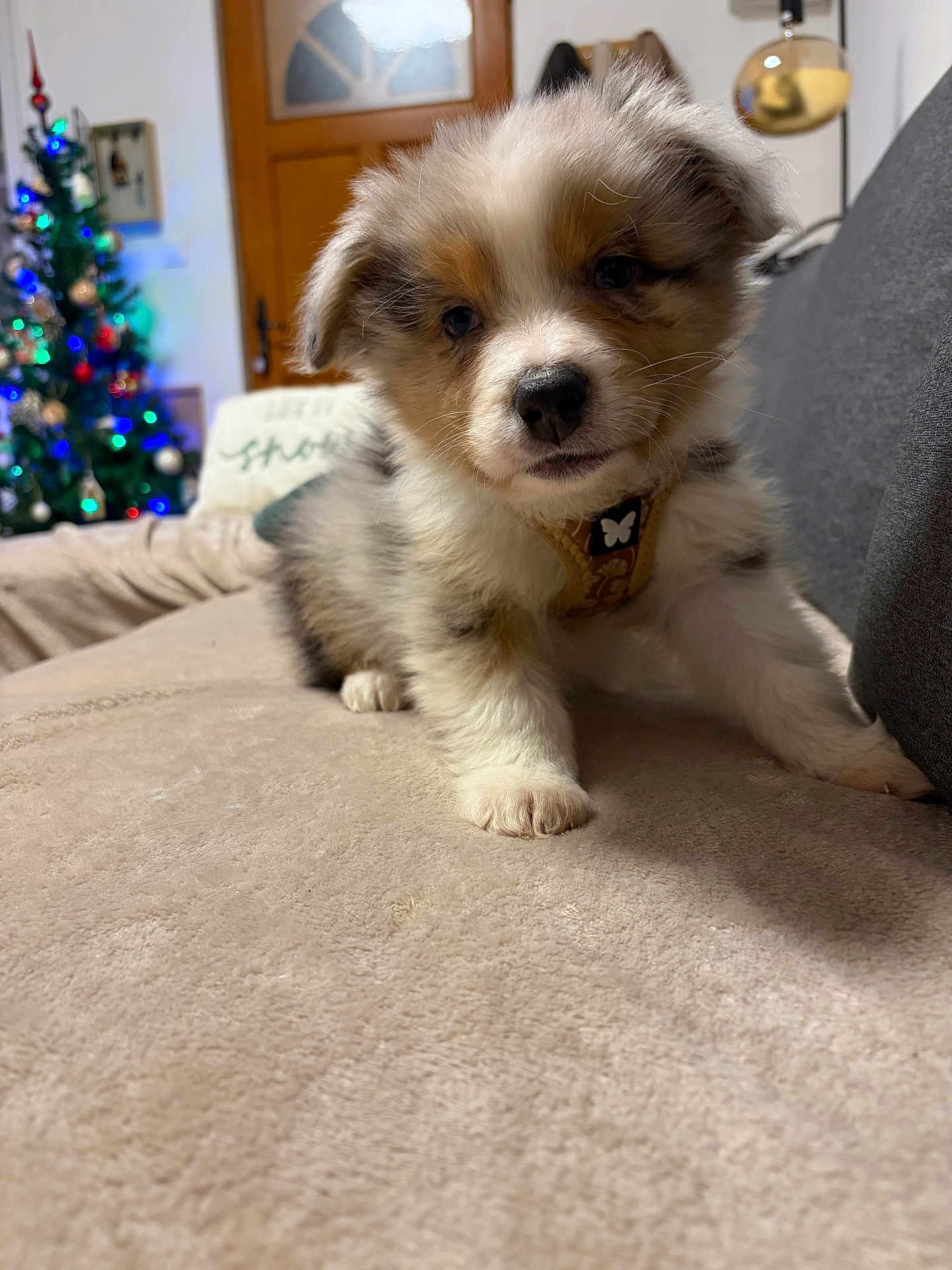 Aïko a rejoint le concours — aidez-le/la à gagner de superbes lots ! puppy, dog, indoor, living_room, christmas_tree, holiday_decor, soft_surface, cute, pet, fur, collar, young_dog, brown, white, black, cozy, christmas_lights, wooden_door, couch, decor