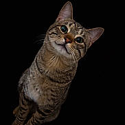 Leo is registered to the contest to win money with this photo: cat, tabby, pet, animal, curious, green_eyes, whiskers, portrait, feline, cute, domestic_cat, head_tilt, isolated, black_background, closeup, mammal, indoor, striped, soft_fur, alert