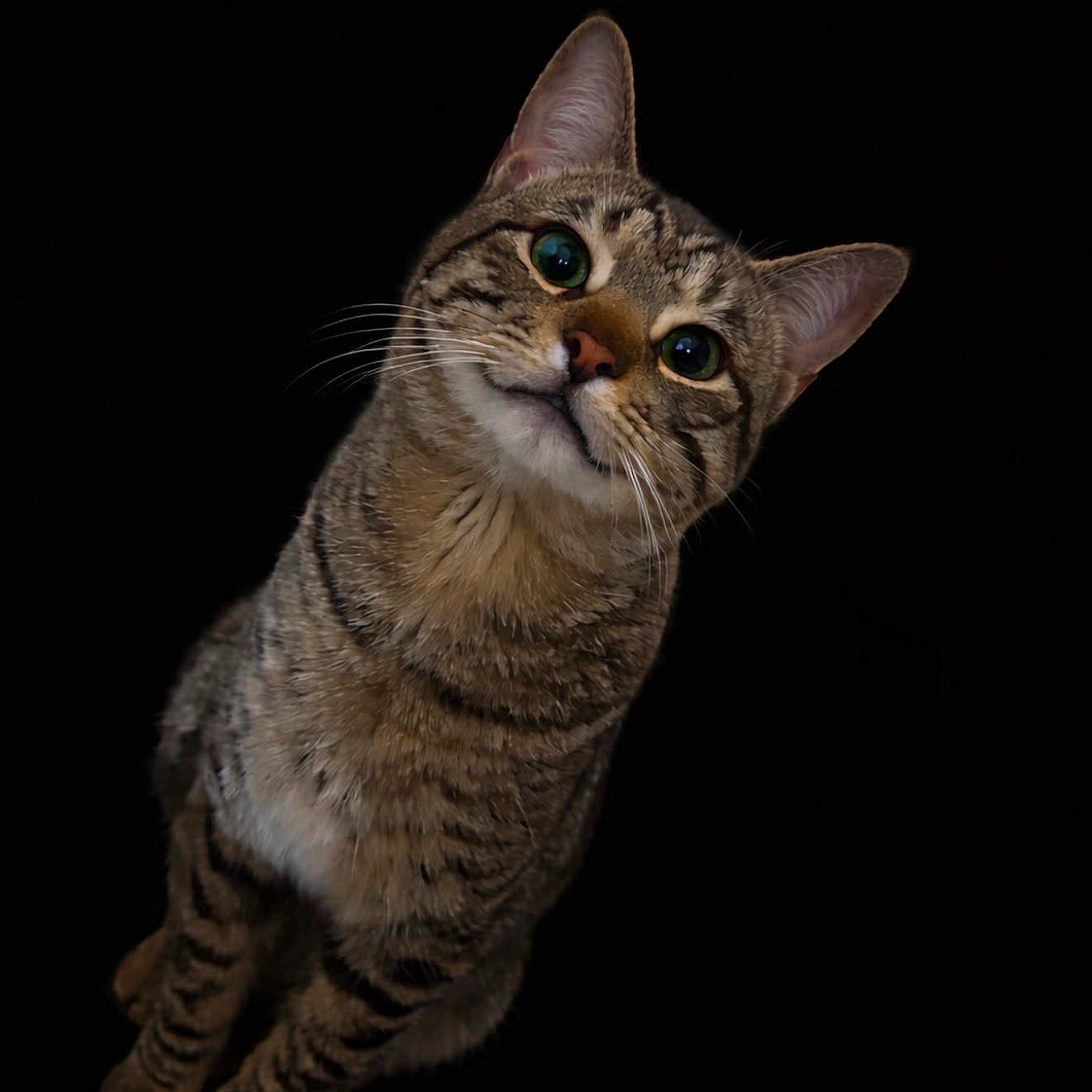 Leo is registered to the contest to win money with this photo: cat, tabby, pet, animal, curious, green_eyes, whiskers, portrait, feline, cute, domestic_cat, head_tilt, isolated, black_background, closeup, mammal, indoor, striped, soft_fur, alert