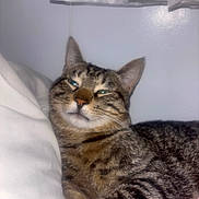 Leo joined the competition — help win amazing prizes! cat, tabby_cat, pet, indoor, pillow, resting, feline, animal, sleepy, cute, domestic_cat, closeup, whiskers, ears, fur, striped, relaxed, bedroom, curtain, wall