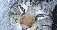 Leo joined the competition — help win amazing prizes! cat, tabby, close_up, sleepy, face, whiskers, ear, feline, pet, animal, fur, nose, texture, indoor, resting, portrait, eyes, muzzle, background, carpet