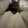 Leo is registered to the contest to win money with this photo: cat, tabby_cat, pet, animal, indoor, fabric, blanket, soft, cozy, fur, whiskers, curious, resting, cute, domestic_animal, folds, texture, comfort, relaxed, closeup