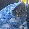 Leo joined the competition — help win amazing prizes! cat, blanket, blue, cozy, fleece, star_pattern, pet, nap, wrapped, indoor, window, resting, feline, cute, sleeping, domestic_animal, fur, warm, comfortable, soft