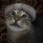 Cheese is registered to the contest to win money with this photo: cat, tabby, hat, knitted_hat, wide_eyes, fangs, close_up, whiskers, pet, indoor, cute, funny_expression, animal, feline, cozy, portrait, face, fur, domestic_cat, curious