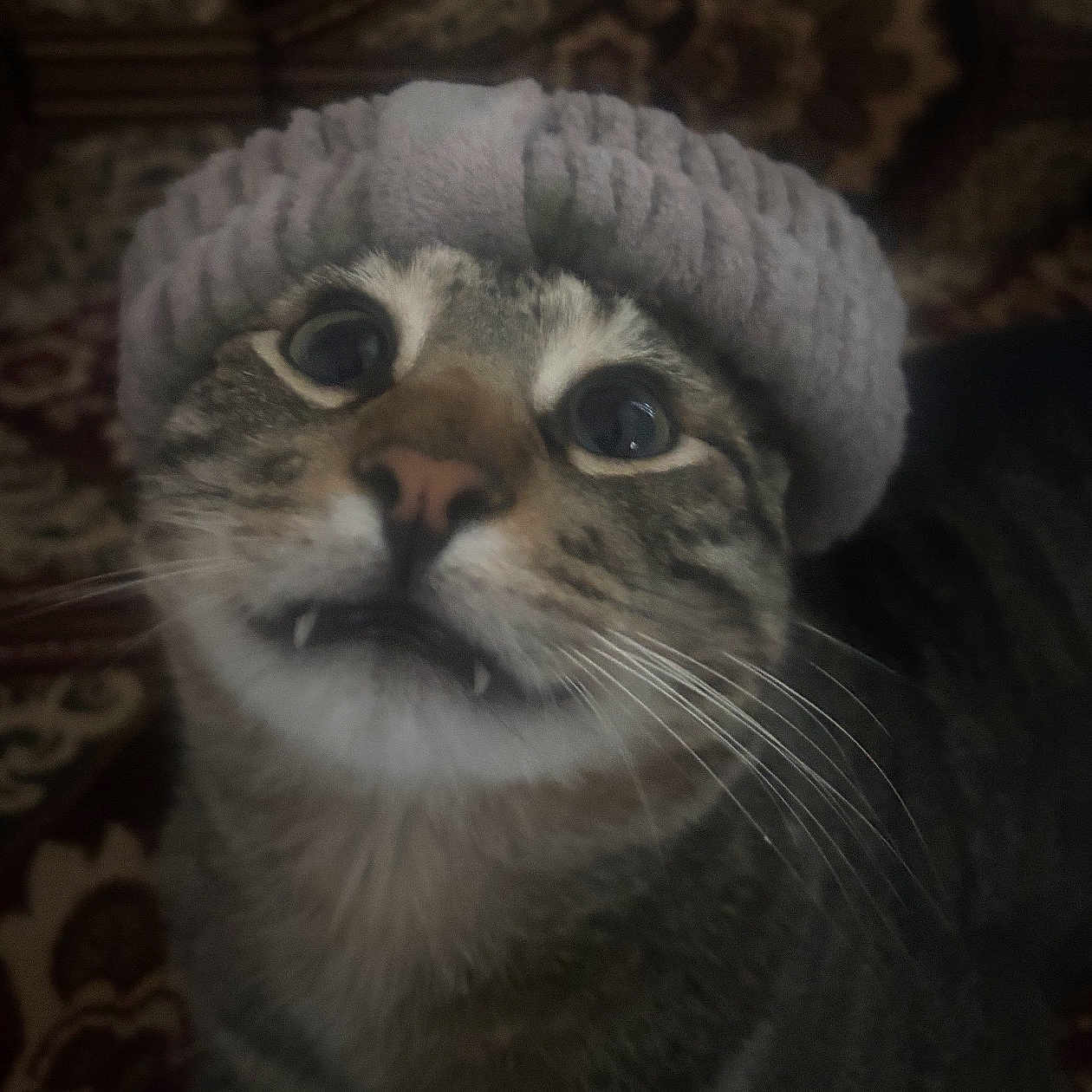 Cheese is registered to the contest to win money with this photo: cat, tabby, hat, knitted_hat, wide_eyes, fangs, close_up, whiskers, pet, indoor, cute, funny_expression, animal, feline, cozy, portrait, face, fur, domestic_cat, curious