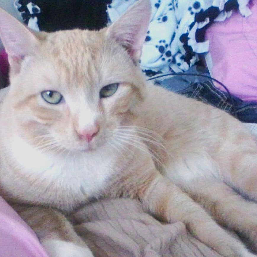 Sherbert is registered to the contest to win money with this photo: