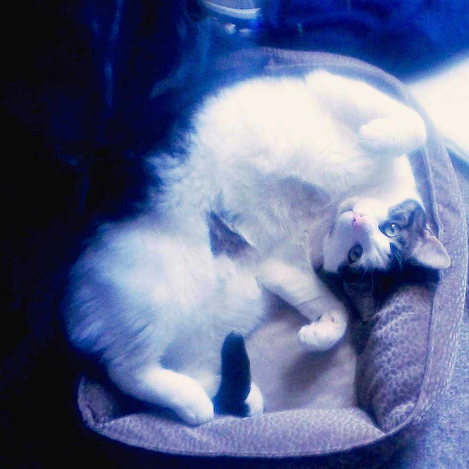 Oliver
