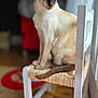 Ninie participe au concours pour gagner de l'argent avec cette photo : cat, siamese_cat, chair, indoor, window_light, woven_seat, wooden_floor, furniture, pet, animal, domestic_cat, sitting, close_up, blurred_background, natural_light, tail, ears, face, floor, home