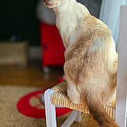 Ninie participe au concours pour gagner de l'argent avec cette photo : cat, siamese_cat, chair, indoor, furniture, woven_seat, pet, animal, fur, tail, wooden_floor, rug, domestic, curious, sitting, side_view, natural_light, cozy, background_blur, household