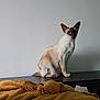 Ninie a rejoint le concours — aidez-le/la à gagner de superbes lots ! siamese_cat, cat, pet, animal, feline, indoor, blanket, cozy, fur, ears, whiskers, sitting, looking, table, domestic, cute, portrait, resting, soft, calm