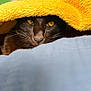 cat, black_cat, yellow_eyes, blanket, cozy, hidden, peeking, fur, whiskers, indoor, closeup, soft_texture, warm, resting, cute, animal, pet, comfort, sleepy, portrait