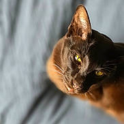 Isidor a rejoint le concours — aidez-le/la à gagner de superbes lots ! cat, black_cat, yellow_eyes, pet, animal, feline, closeup, portrait, indoor, soft_light, blurred_background, curious, whiskers, ears, fur, looking_up, domestic_cat, cute, companion, resting