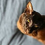 cat, black_cat, yellow_eyes, pet, animal, feline, closeup, portrait, indoor, soft_light, blurred_background, curious, whiskers, ears, fur, looking_up, domestic_cat, cute, companion, resting