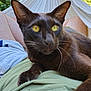 abyssinian, animal, blackcat, blanket, boy, cat, child, furniture, hammock, male, person, pet