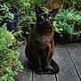 animal, blackcat, boardwalk, bridge, cat, cookware, garden, hardwood, jar, nature, outdoors, pet, plant, planter, pottedplant, pottery, tree, vase, vegetation, wood