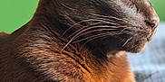 Isidor a rejoint le concours — aidez-le/la à gagner de superbes lots ! cat, brown_cat, close_up, yellow_eyes, whiskers, fur, pet, indoor, green_background, blue_surface, relaxed, profile_view, animal, mammal, domestic_cat, feline, soft_texture, resting, portrait, side_view