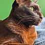 cat, brown_cat, close_up, yellow_eyes, whiskers, fur, pet, indoor, green_background, blue_surface, relaxed, profile_view, animal, mammal, domestic_cat, feline, soft_texture, resting, portrait, side_view