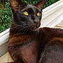 abyssinian, animal, blackcat, cat, ivy, manx, pet, plant