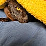 cat, brown_cat, yellow_blanket, cozy, resting, indoor, pet, whiskers, fur, close_up, relaxed, soft_texture, bed, sleepy, animal, domestic_cat, cute, face, yellow_eyes, blanket