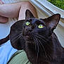animal, backyard, bed, blackcat, blanket, cat, chair, couch, furniture, grass, hammock, jungle, nature, outdoors, person, pet, plant, quilt, sleeping, yard