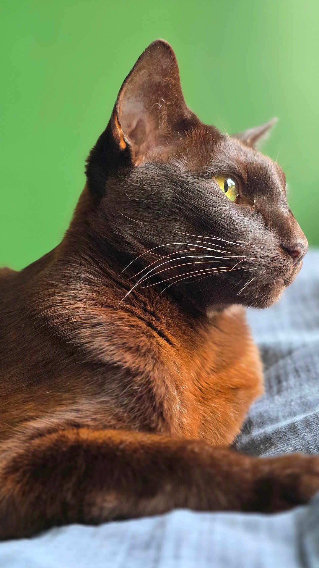 Isidor