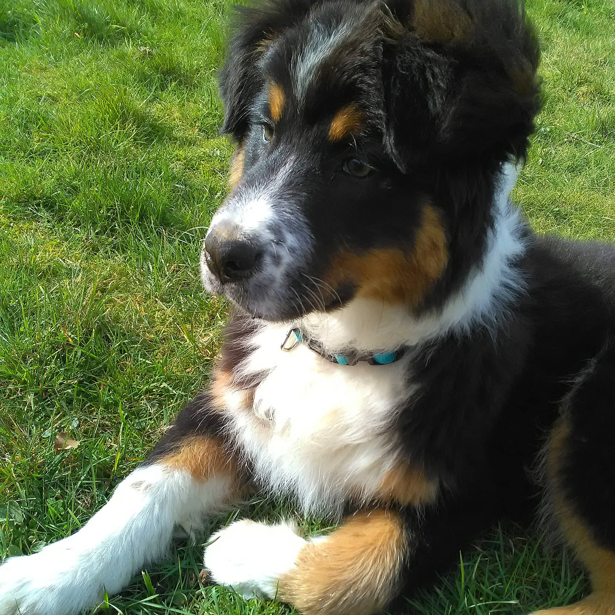 Runny participe au concours pour gagner de l'argent avec cette photo : australian_collie, australian_shepherd, bernese_mountain_dog, canidae, carnivore, companion_dog, dog, dog_breed, fur, grass, herding_dog, plant, puppy, snout, sporting_group, terrestrial_animal, whiskers, working_animal, working_dog