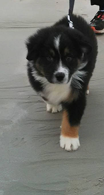 Runny a rejoint le concours — aidez-le/la à gagner de superbes lots ! australian_collie, australian_shepherd, bernese_mountain_dog, border_collie, canidae, carnivore, companion_dog, dog, dog_breed, fur, herding_dog, snout, sporting_group, tail, terrestrial_animal, tire, toy_dog, whiskers, working_animal, working_dog