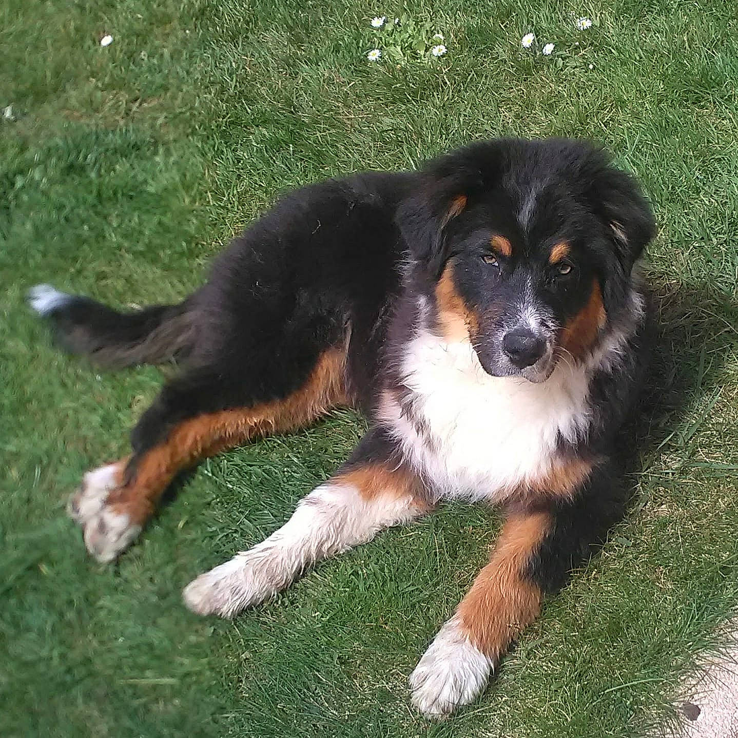 Runny a rejoint le concours — aidez-le/la à gagner de superbes lots ! balance, bernese_mountain_dog, carnivore, companion_dog, dog, dog_breed, grass, herding_dog, snout, sporting_group, terrestrial_animal, working_dog