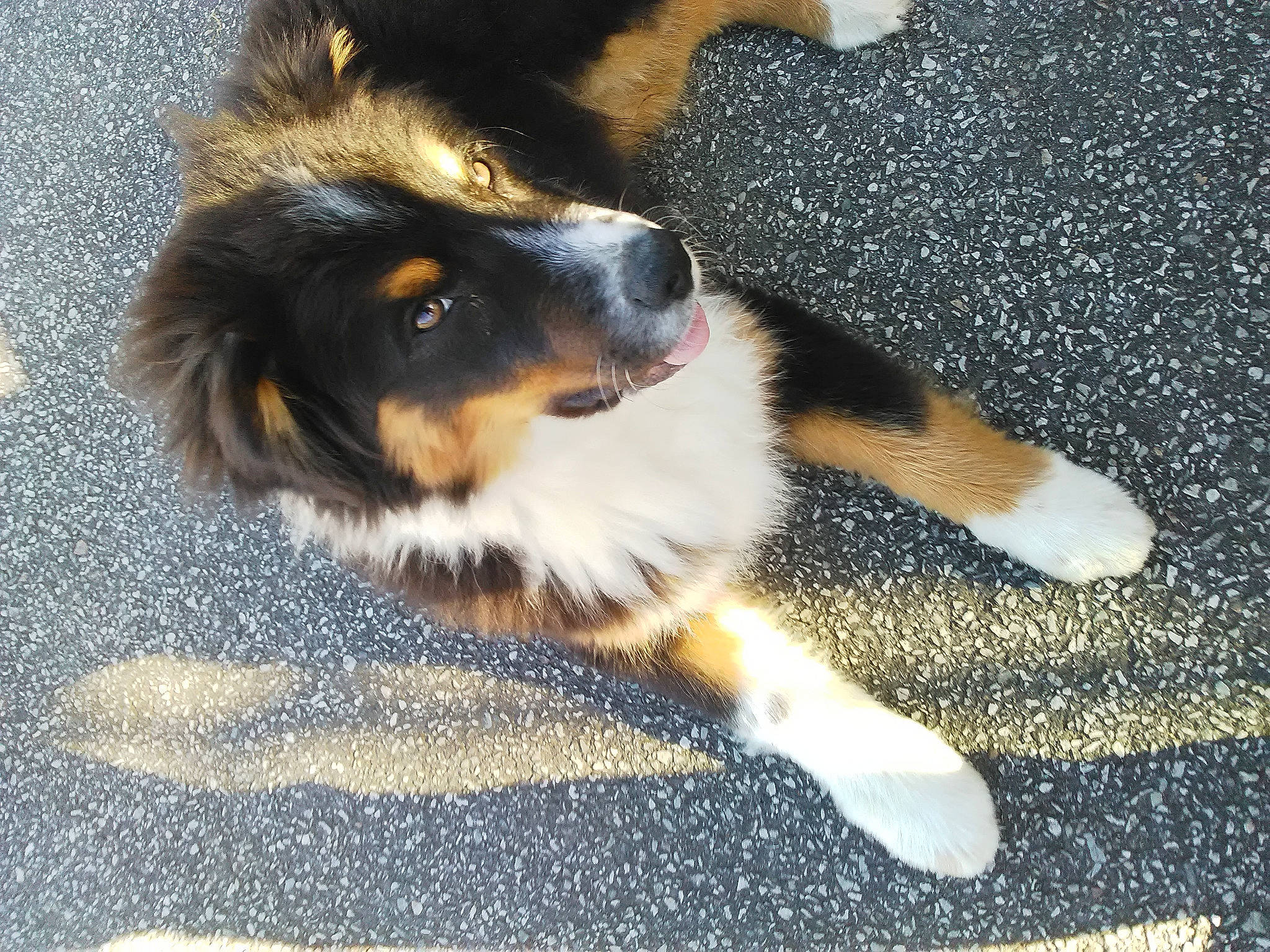 Runny a rejoint le concours — aidez-le/la à gagner de superbes lots ! asphalt, bernese_mountain_dog, canidae, carnivore, companion_dog, dog, dog_breed, fawn, flooring, foot, fur, herding_dog, paw, road_surface, scotch_collie, sporting_group, tail, terrestrial_animal, whiskers, working_dog