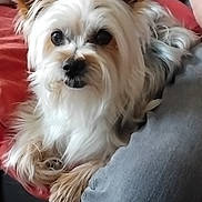 Snoopy a rejoint le concours — aidez-le/la à gagner de superbes lots ! dog, small_dog, fluffy, ears, couch, blanket, person, leg, indoor, pet, fur, looking, curious, relaxed, closeup, companion, home, animal, friendly, cozy
