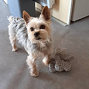 Snoopy a rejoint le concours — aidez-le/la à gagner de superbes lots ! animal, brown_and_white, companion, curious, cute, dog, domestic, ears_up, floor, household, indoor, looking_up, pet, pet_toy, playful, plush_toy, small_dog, toy, trash_bin, waiting