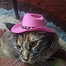 Nikki joined the competition — help win amazing prizes! cat, pet, animal, feline, hat, cowboy_hat, pink, close_up, indoor, fur, whiskers, curious, portrait, domestic_animal, cute, costume, accessory, face, eyes, decorative