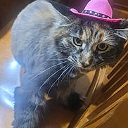 Nikki joined the competition — help win amazing prizes! cat, tabby, pink_hat, cowboy_hat, pet, animal, indoor, wooden_chair, fur, whiskers, curious, close_up, floor, domestic_cat, cute, small_hat, funny, looking_up, household, feline