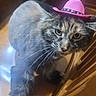 cat, tabby, pink_hat, cowboy_hat, pet, animal, indoor, wooden_chair, fur, whiskers, curious, close_up, floor, domestic_cat, cute, small_hat, funny, looking_up, household, feline