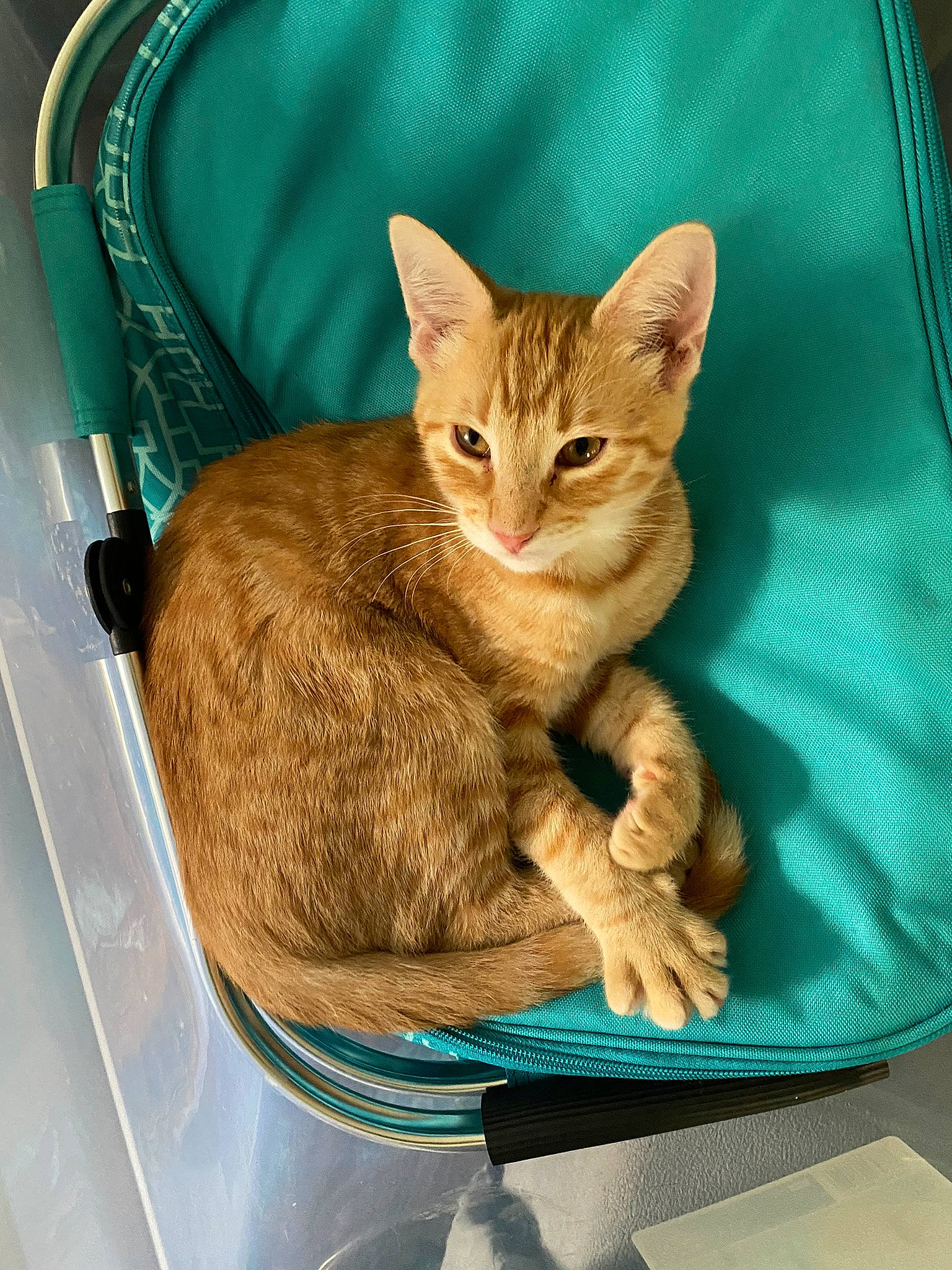 Tim joined the competition — help win amazing prizes! carnivore, cat, cat_supply, claw, comfort, domestic_short_haired_cat, fawn, felidae, fur, paw, pet_supply, sitting, small_to_medium_sized_cats, snout, tail, terrestrial_animal, whiskers