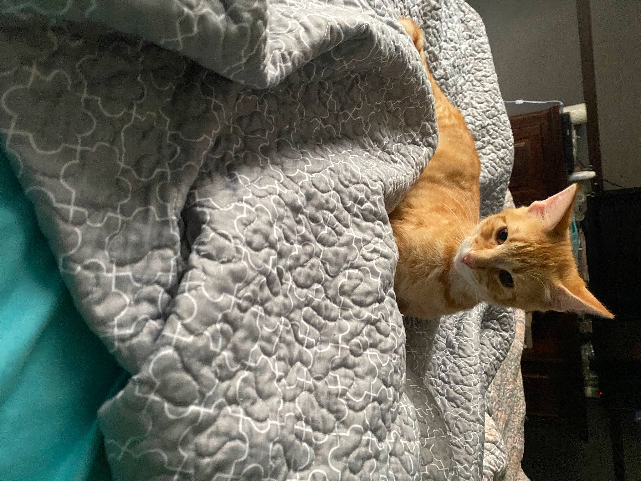 Tim joined the competition — help win amazing prizes! art, carnivore, cat, comfort, domestic_short_haired_cat, fawn, felidae, fur, linens, pattern, small_to_medium_sized_cats, snout, tail, terrestrial_animal, textile, whiskers, window, wood, wool, woolen