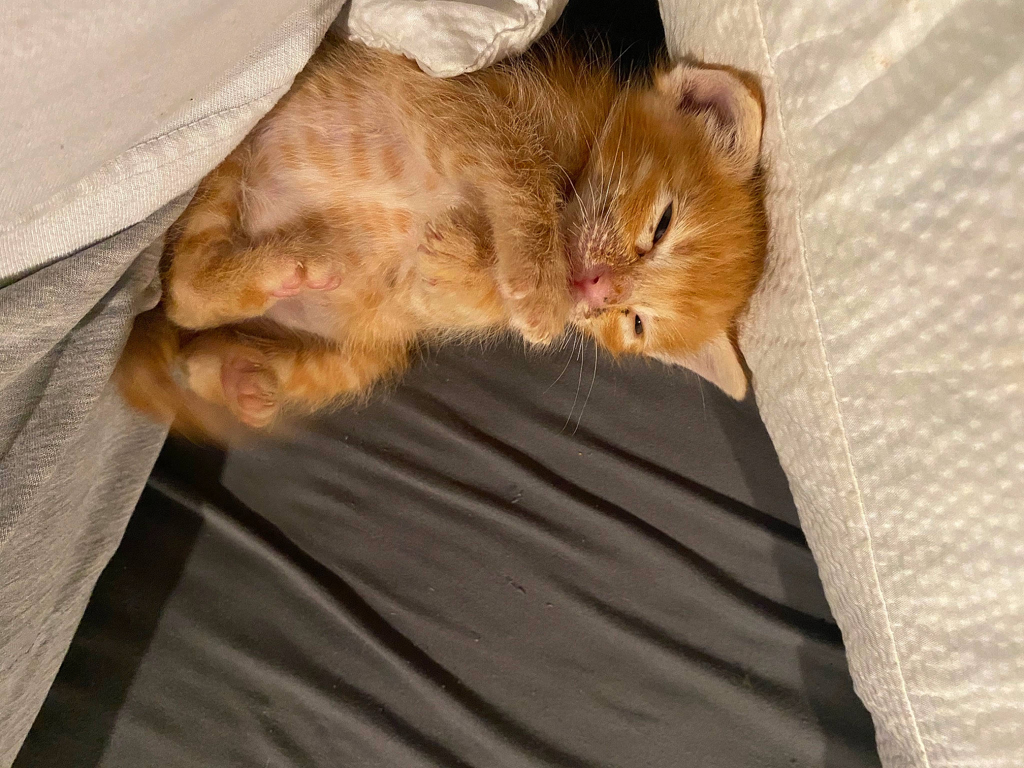 Tim joined the competition — help win amazing prizes! brown, carnivore, cat, claw, comfort, domestic_short_haired_cat, fawn, felidae, fur, linens, paw, small_to_medium_sized_cats, tail, whiskers, wood