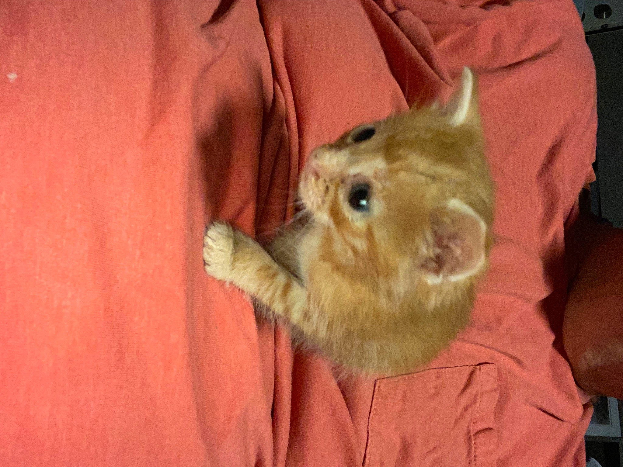 Tim is registered to the contest to win money with this photo: canidae, claw, companion_dog, dog_breed, ear, event, fawn, felidae, fur, gesture, mammal, rabbit, rabbits_and_hares, rodent, small_to_medium_sized_cats, sporting_group, terrestrial_animal, whiskers, wood, working_animal