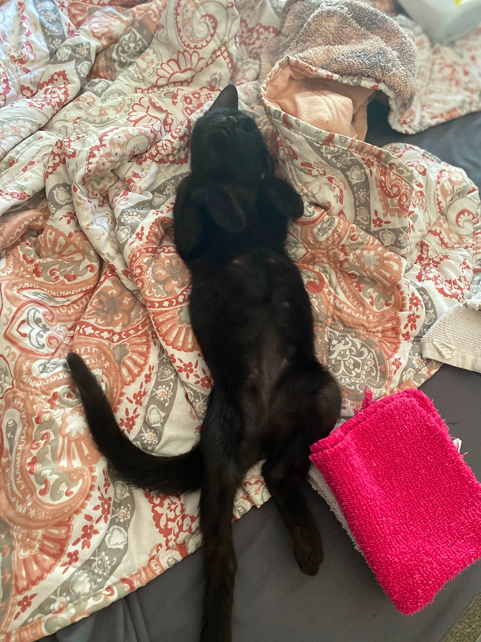 Thackeray is registered to the contest to win money with this photo: black_cat, bombay, brown, carnivore, carpet, cat, comfort, dog_breed, domestic_short_haired_cat, felidae, flooring, fur, linens, pattern, room, small_to_medium_sized_cats, sporting_group, tail, textile, whiskers