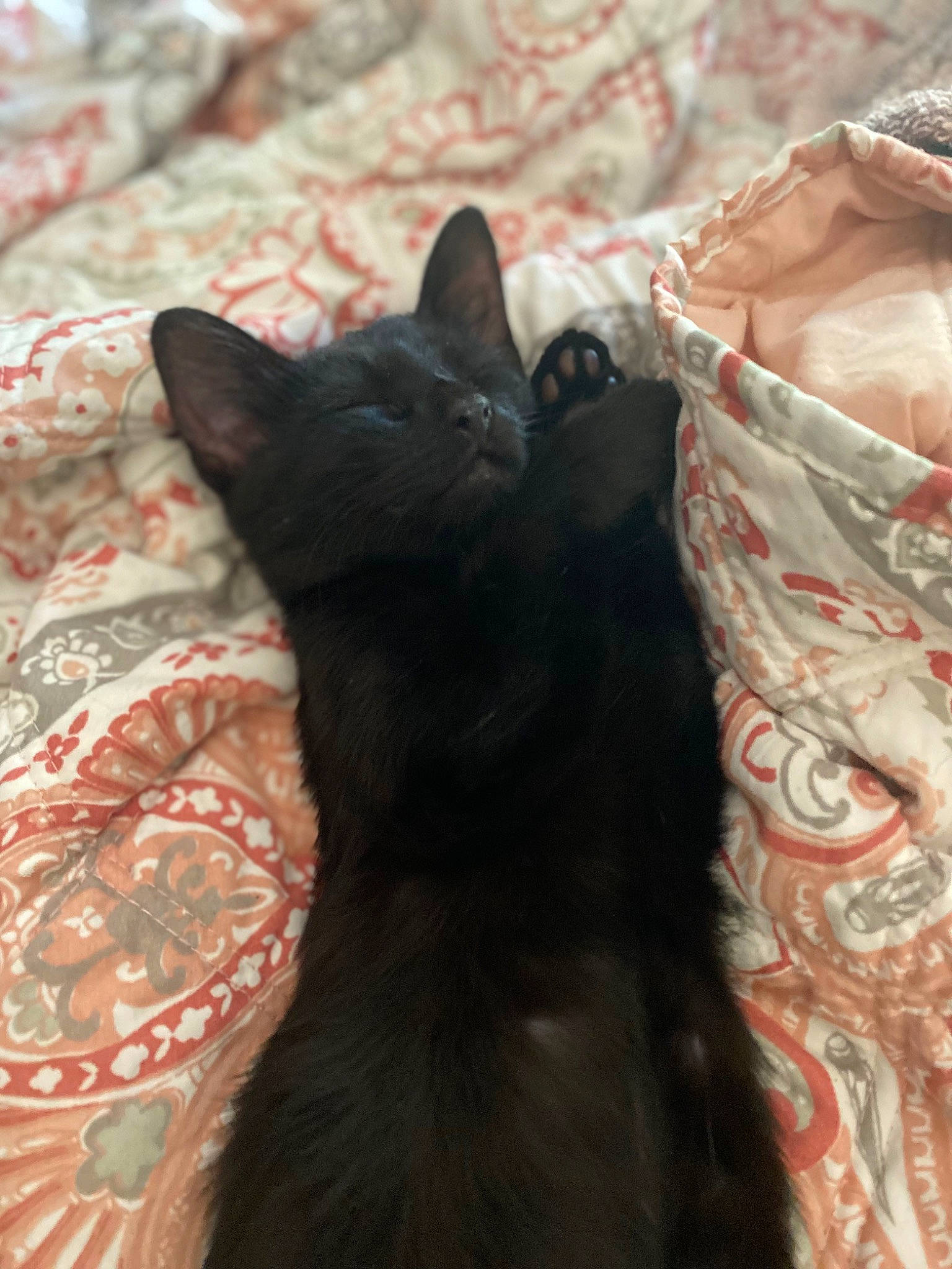 Thackeray is registered to the contest to win money with this photo: black_cat, bombay, carnivore, cat, claw, comfort, domestic_short_haired_cat, felidae, fur, linens, pattern, paw, small_to_medium_sized_cats, snout, tail, terrestrial_animal, whiskers