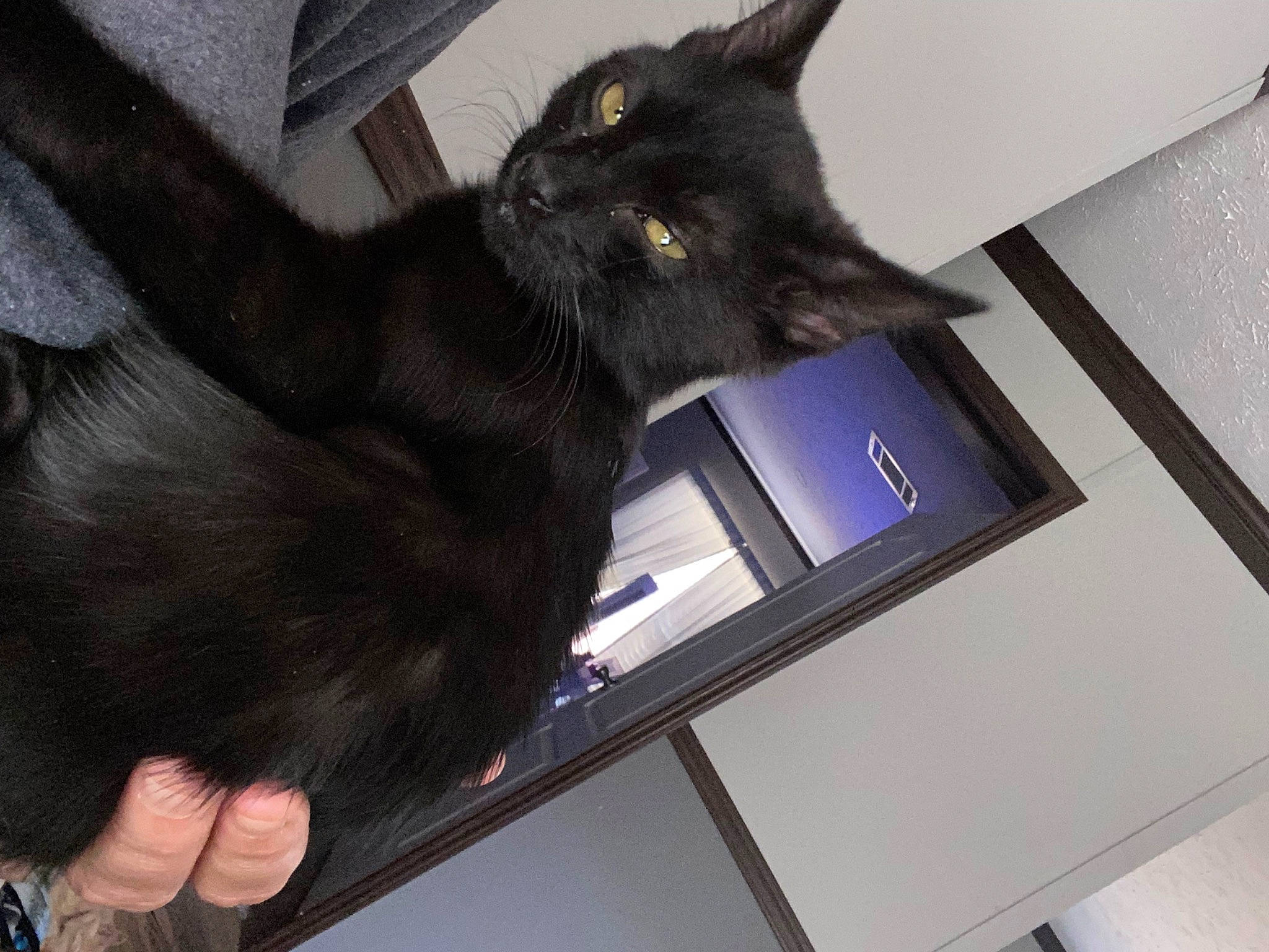 Thackeray joined the competition — help win amazing prizes! black_cat, bombay, carnivore, cat, claw, comfort, display_device, domestic_short_haired_cat, felidae, foot, fur, gesture, havana_brown, paw, small_to_medium_sized_cats, snout, tail, whiskers