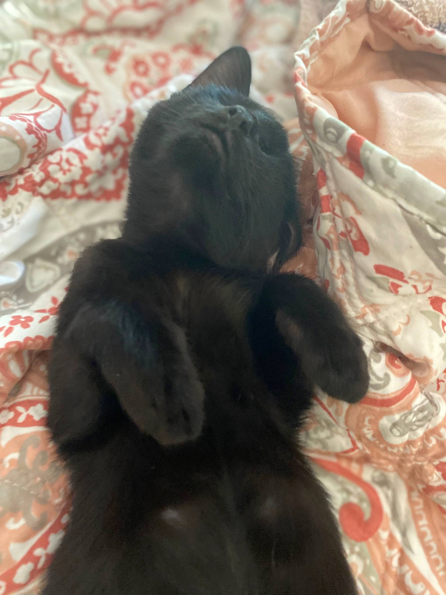 Thackeray is registered to the contest to win money with this photo: brown, canidae, carnivore, comfort, companion_dog, dog, dog_breed, fawn, felidae, fur, grey, linens, liver, mammal, small_to_medium_sized_cats, snout, sporting_group, tail, terrestrial_animal, working_animal