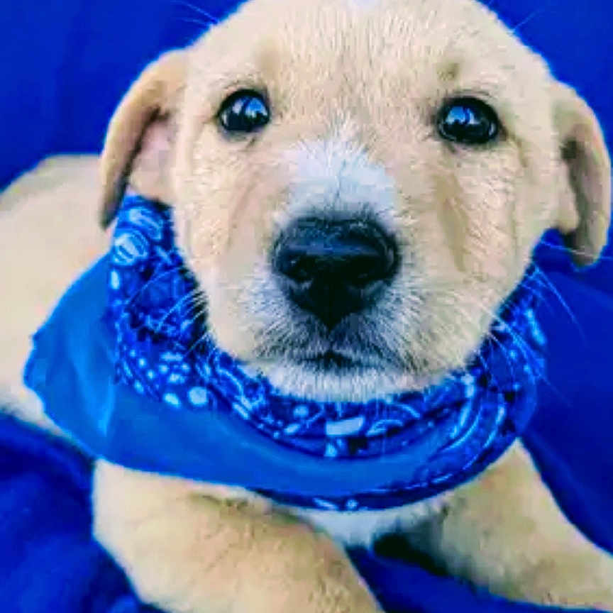 Duke joined the competition — help win amazing prizes! animal, beige_coat, blanket, blue_bandana, canine, close_up, cute, dog, domestic_animal, ears, eyes, fur, indoor, nose, pet, portrait, puppy, resting, snout, young