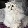 animal, blanket, cat, close_up, couch, cute, ears, feline, fluffy, green_eyes, indoors, long_hair, paws, pet, portrait, purple_blanket, sitting, soft_fur, whiskers, white_cat